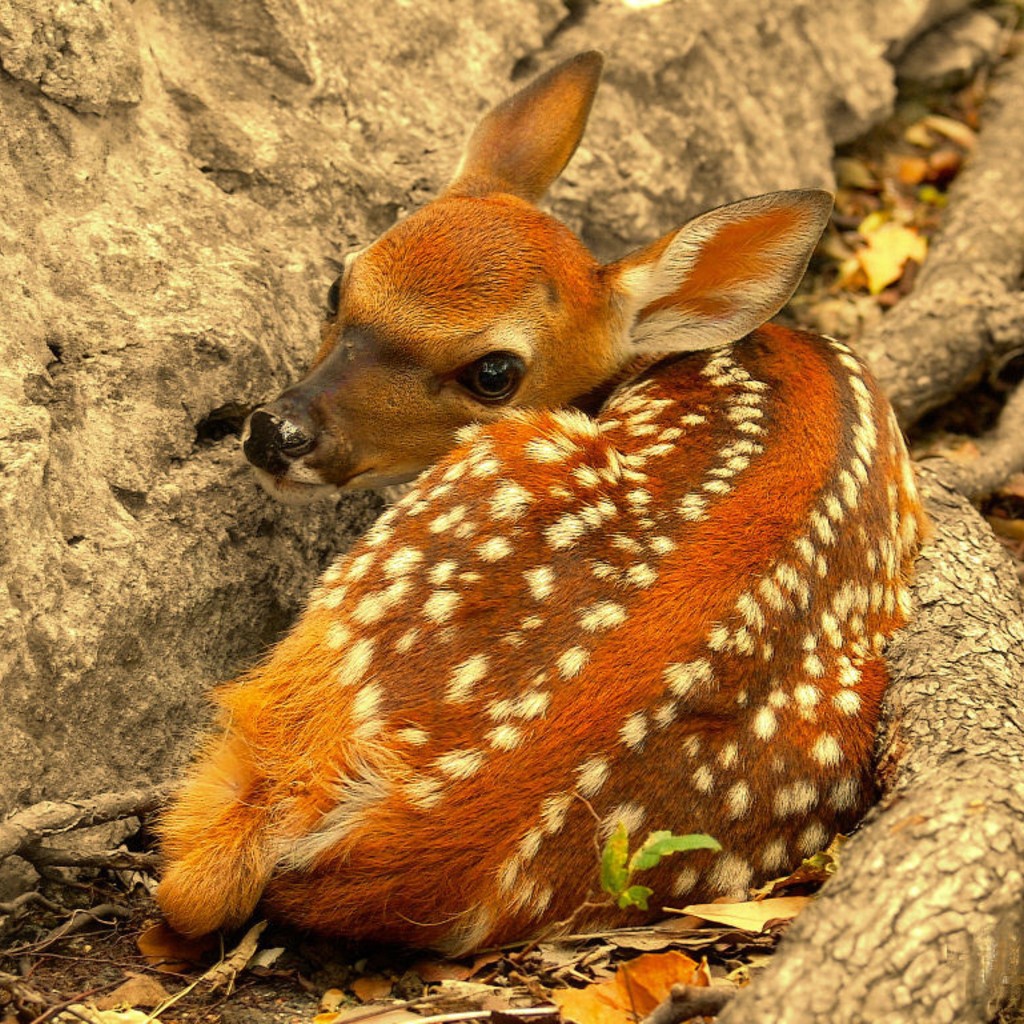 Олененок лежит у скалы