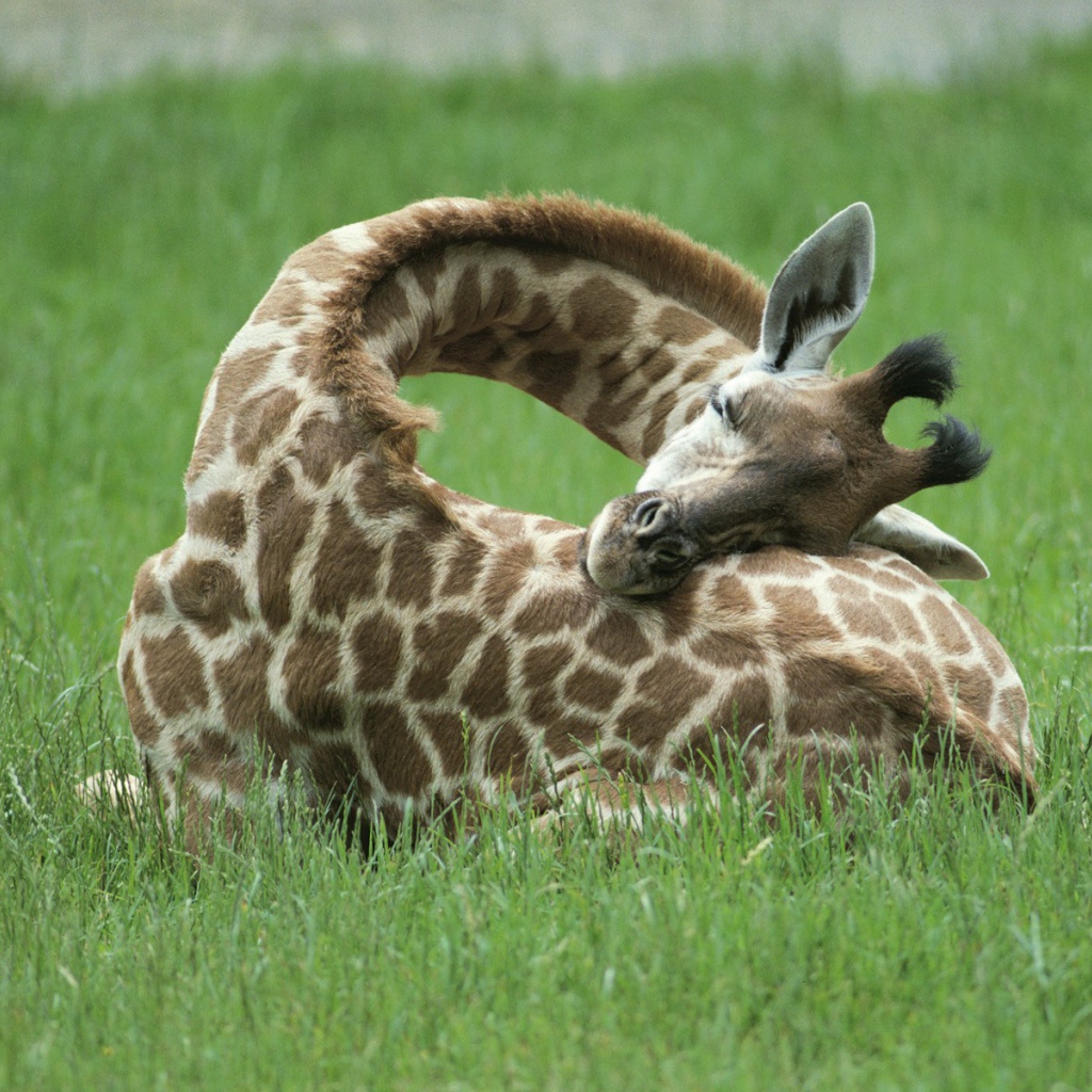 Жираф спит на траве