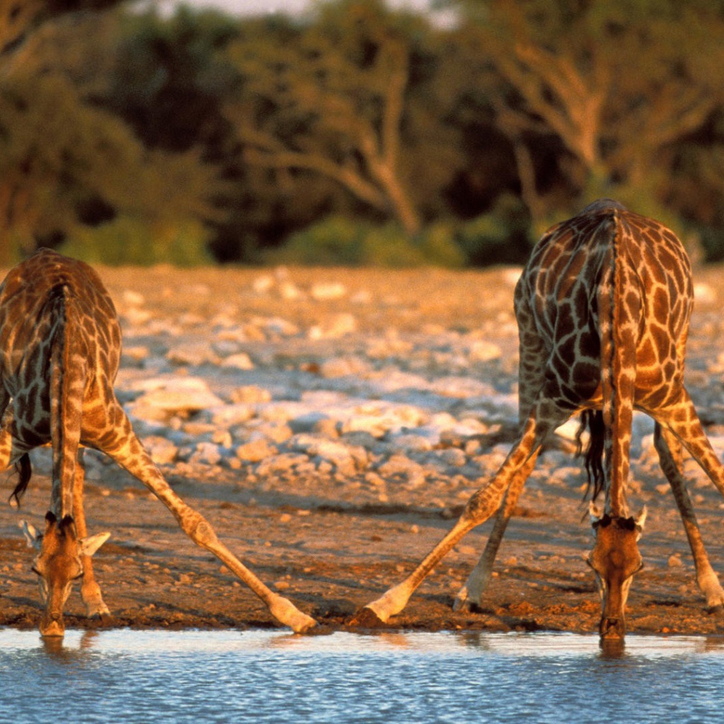 Жирафы пьют воду
