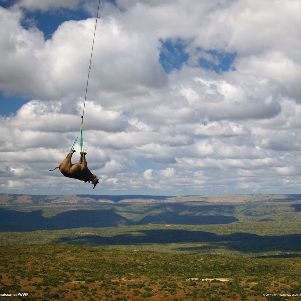 Перевозка носорога на вертолете