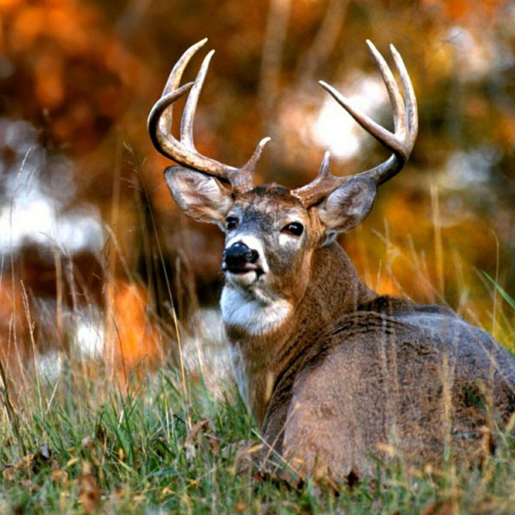 Африканский олень 