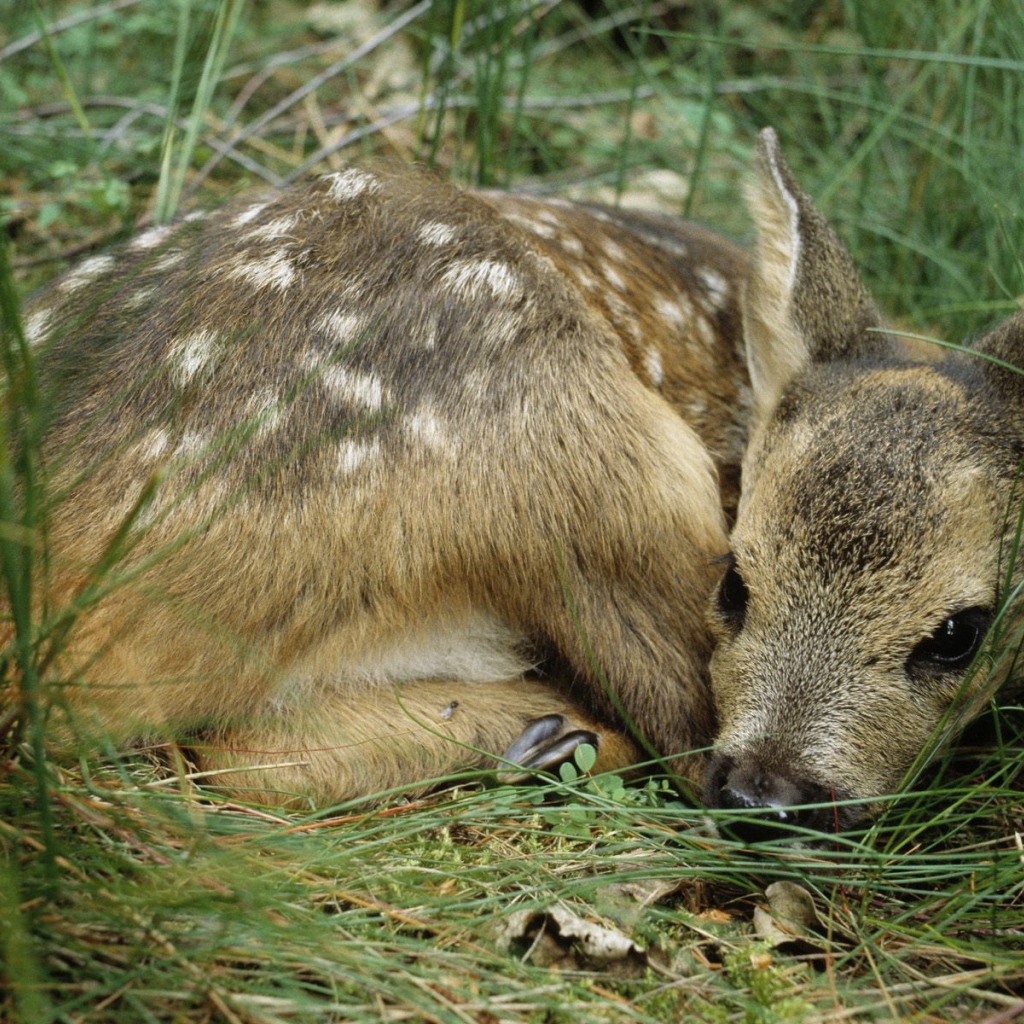 Олененок лежит в траве