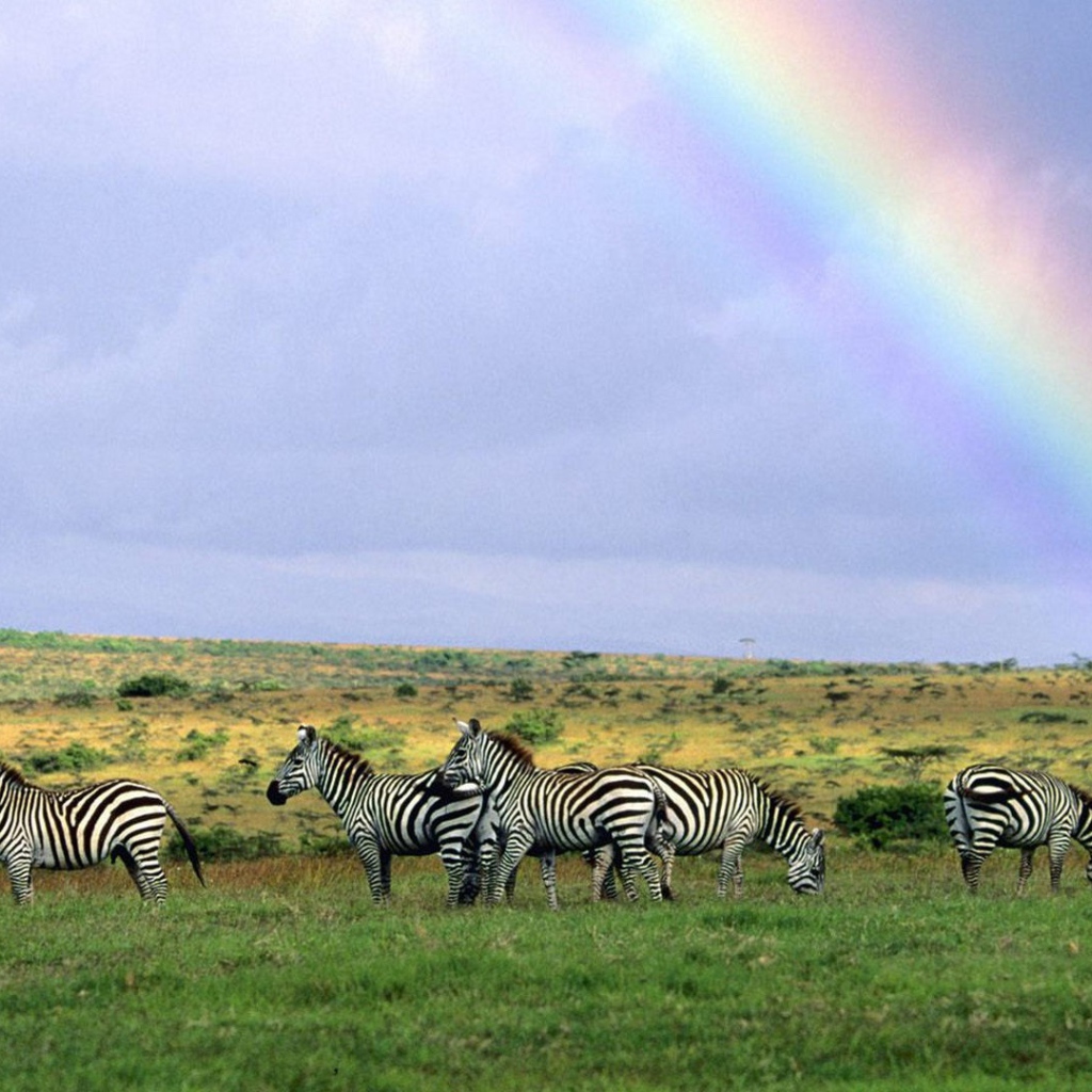 Зебры пасутся под радугой