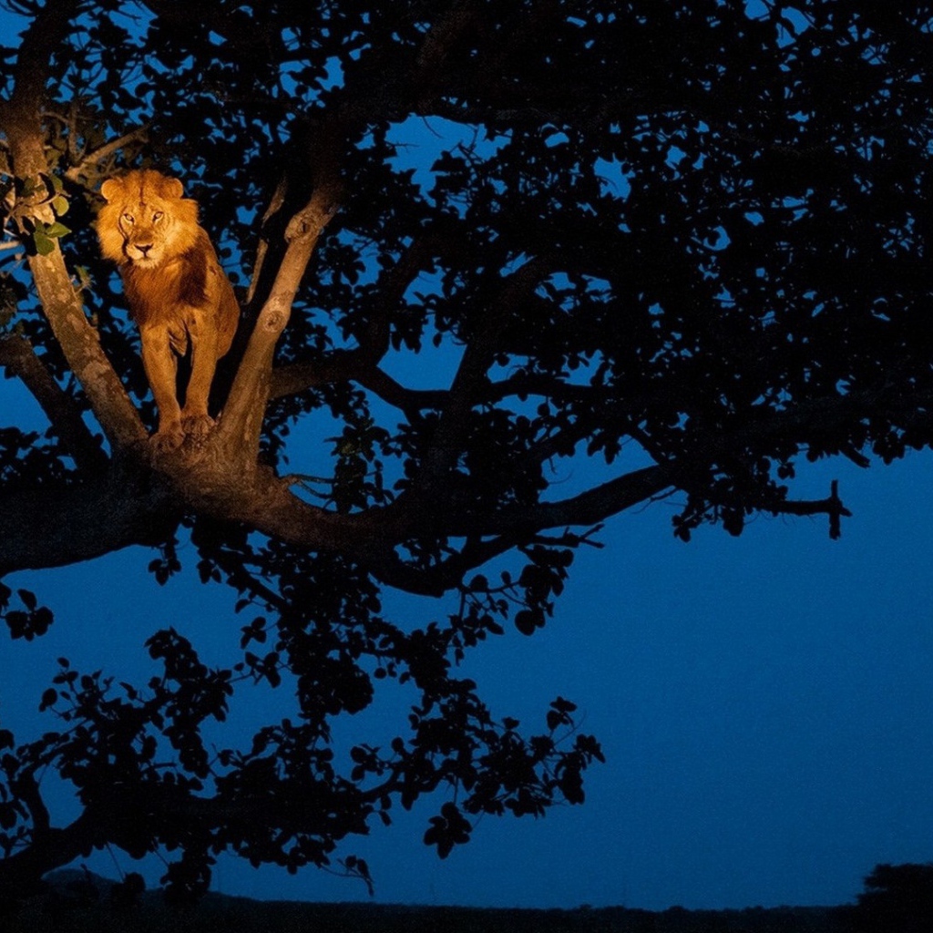 Лев сидит на дереве