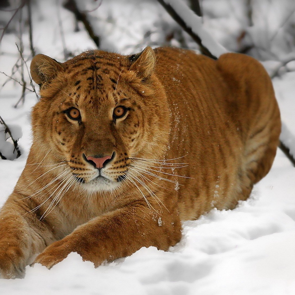 Амурский тигр на снегу