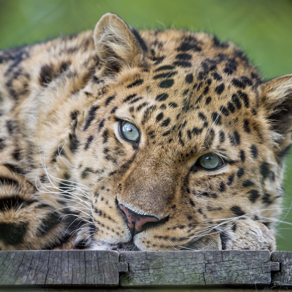 Пристальный взгляд Леопарда