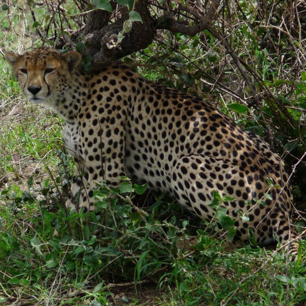 Животные кошачьей породы гепард