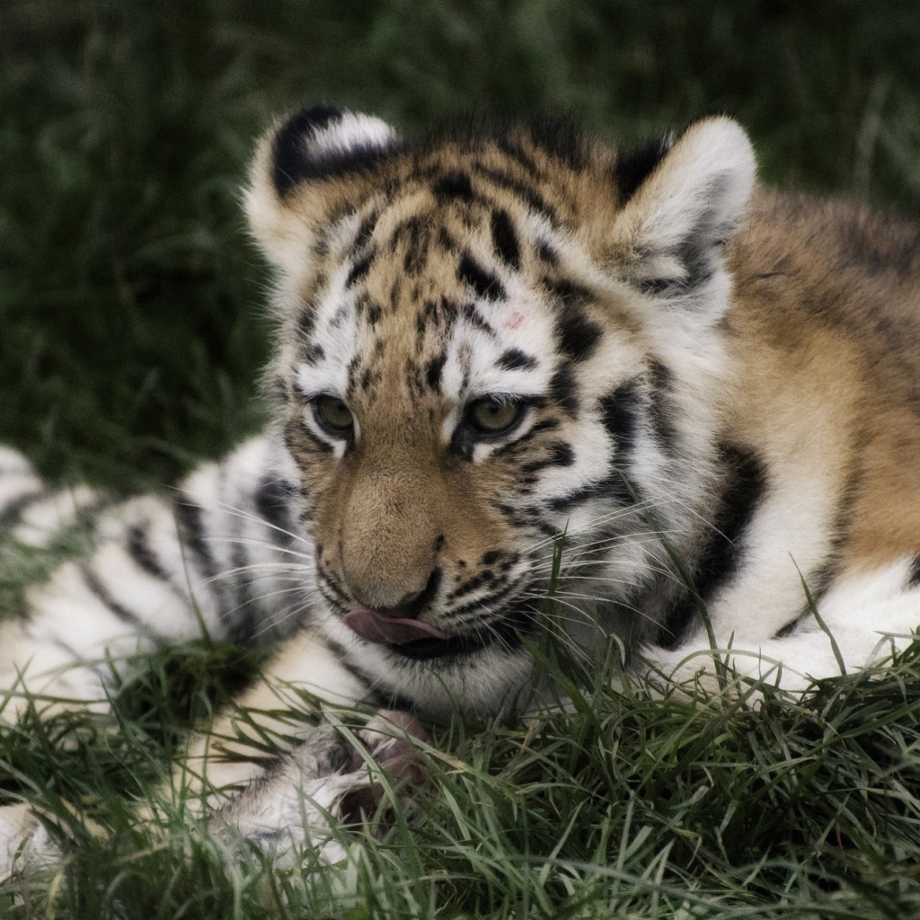 Тигр отдыхает в траве