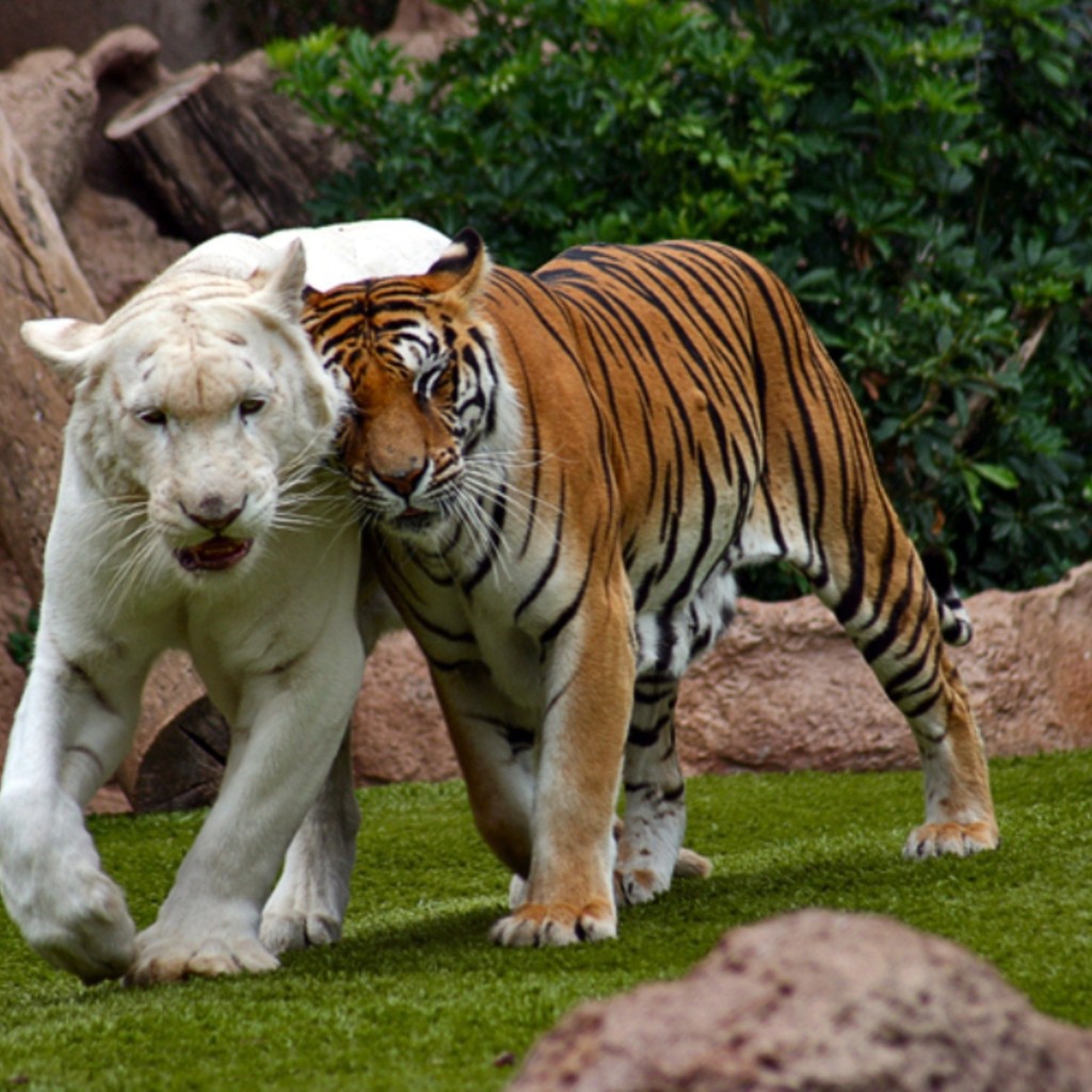 Бенгальский тигр альбинос