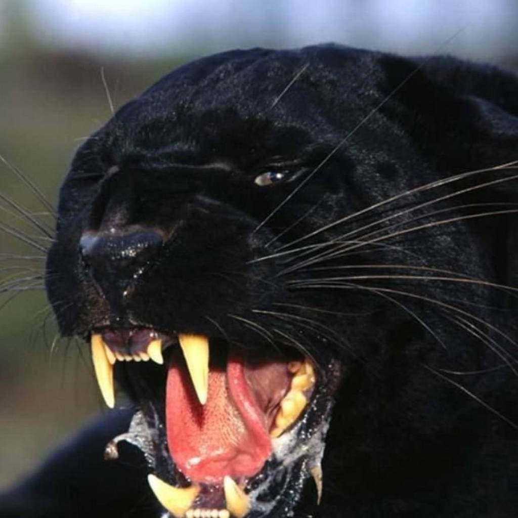 Черная пантера показывает клыки