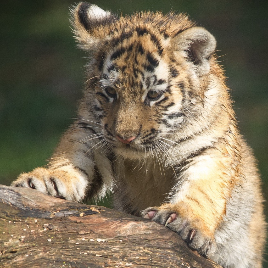 Тигренок царапает дерево