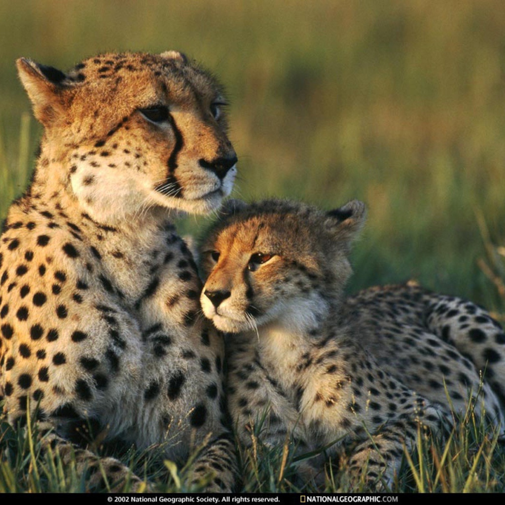 Семья Гепардов