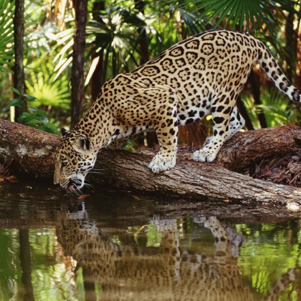 Леопард на водопое