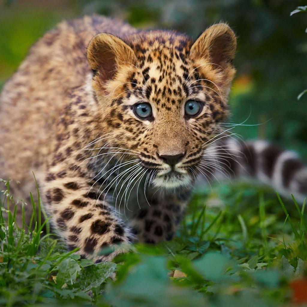 Детенышь леопарда