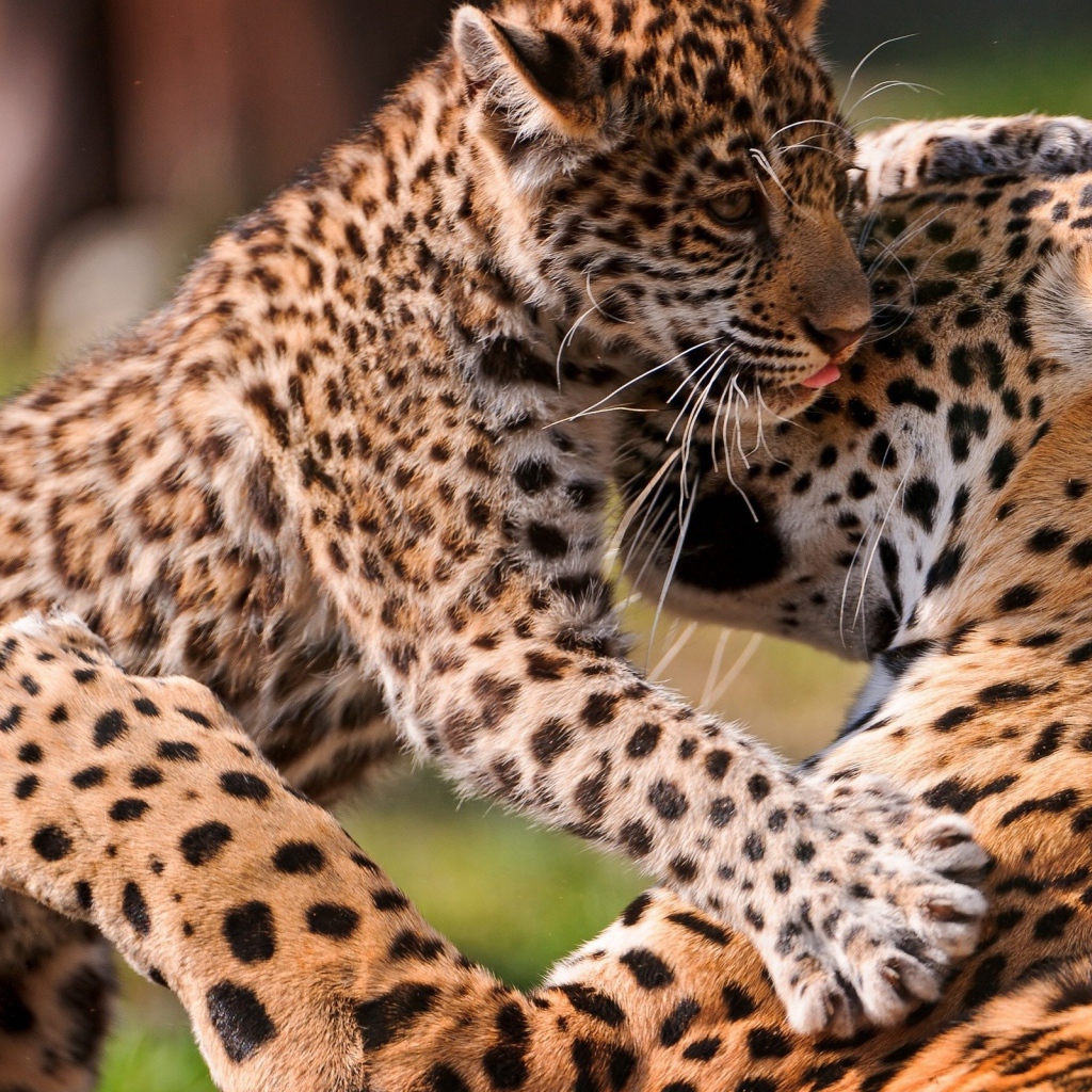 Леопард с котенком