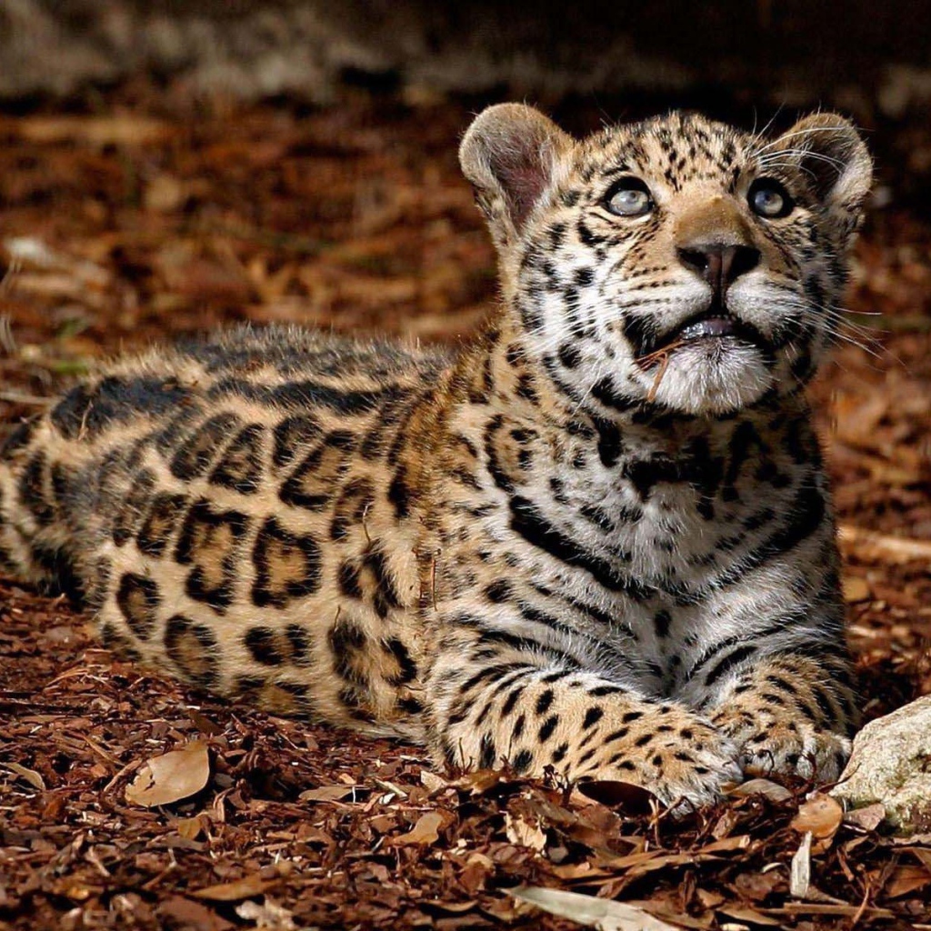 Леопард глядит вверх