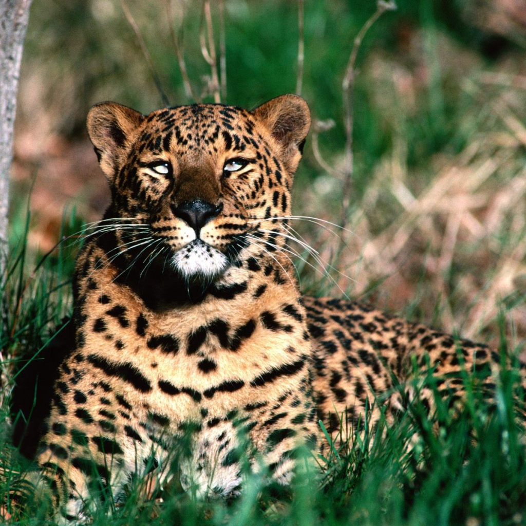 Леопард отдыхает после обеда