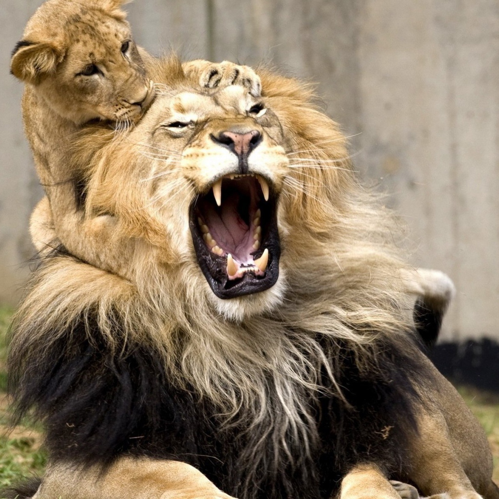 Львенок играет с папой