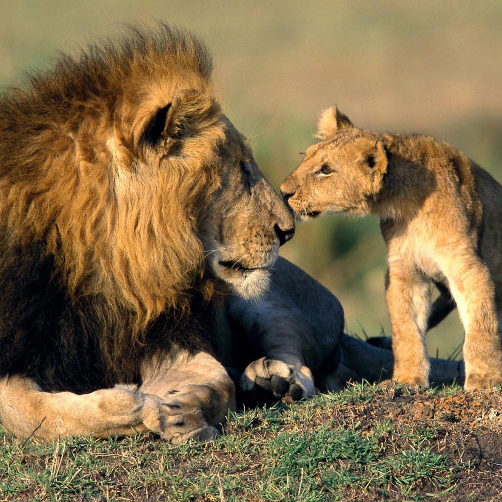 Львенок нюхает своего отца