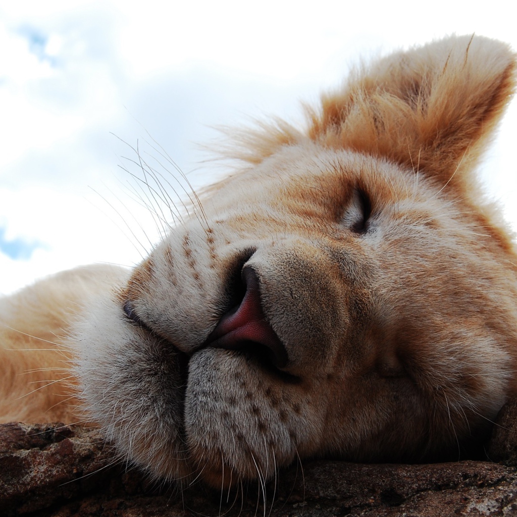 Львиный сон
