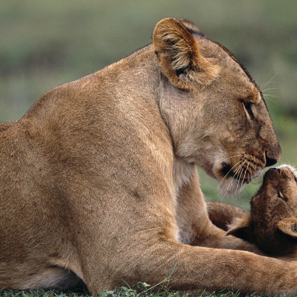 Львица с львенком