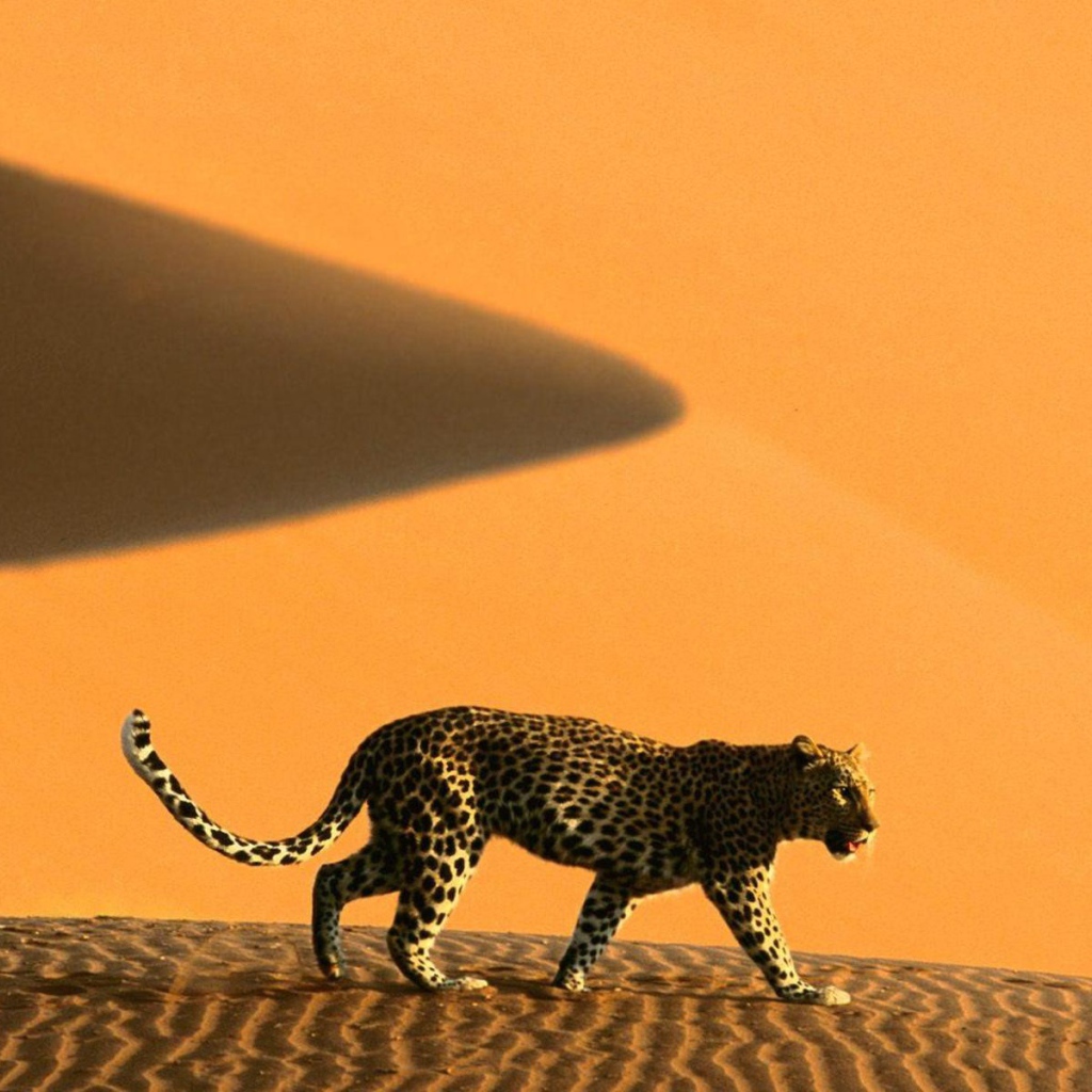 Намибия леопард на дюнах