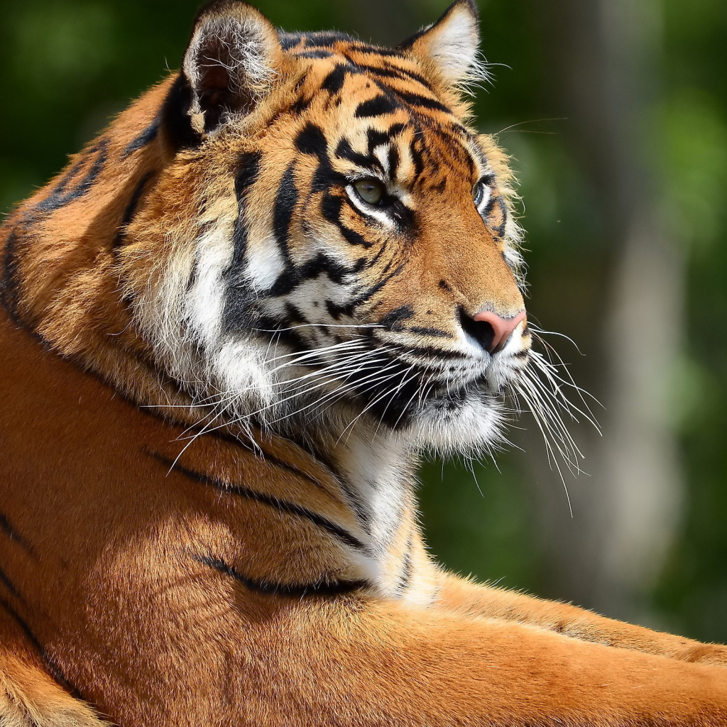 Портрет тигра в профиль