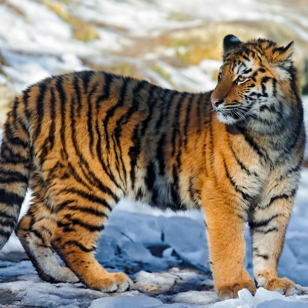 Полосатый тигр на снегу