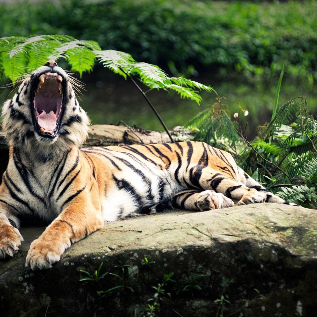 Пасть тигра