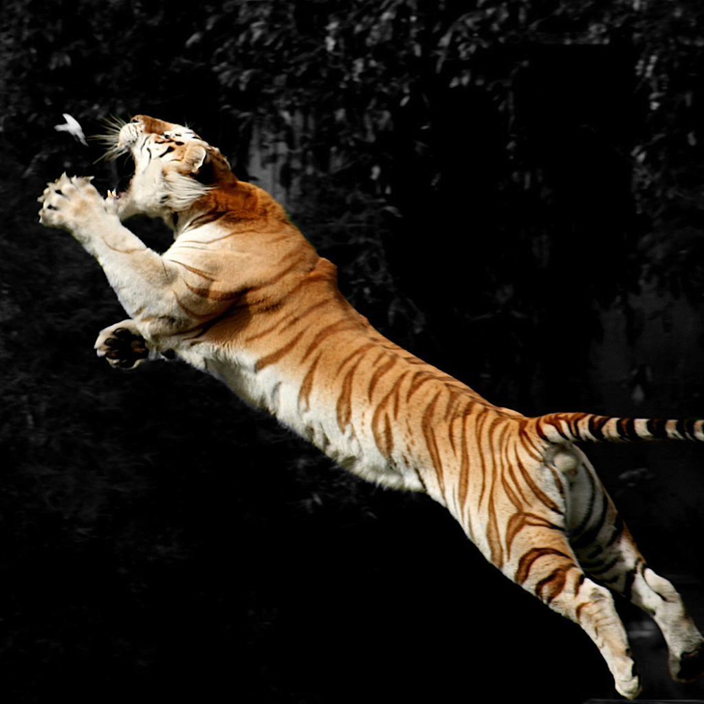 Тигр ловит птицу