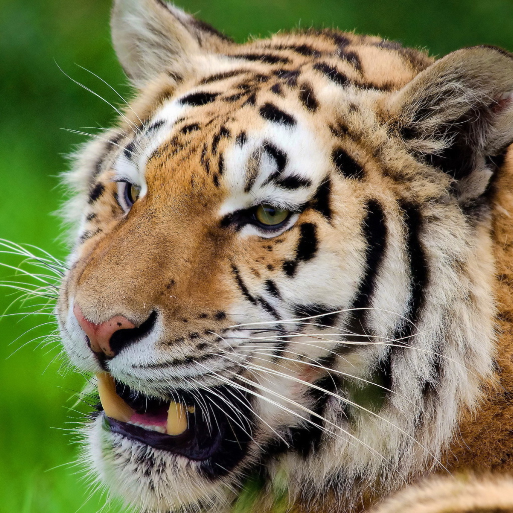 Тигр скалит зубы