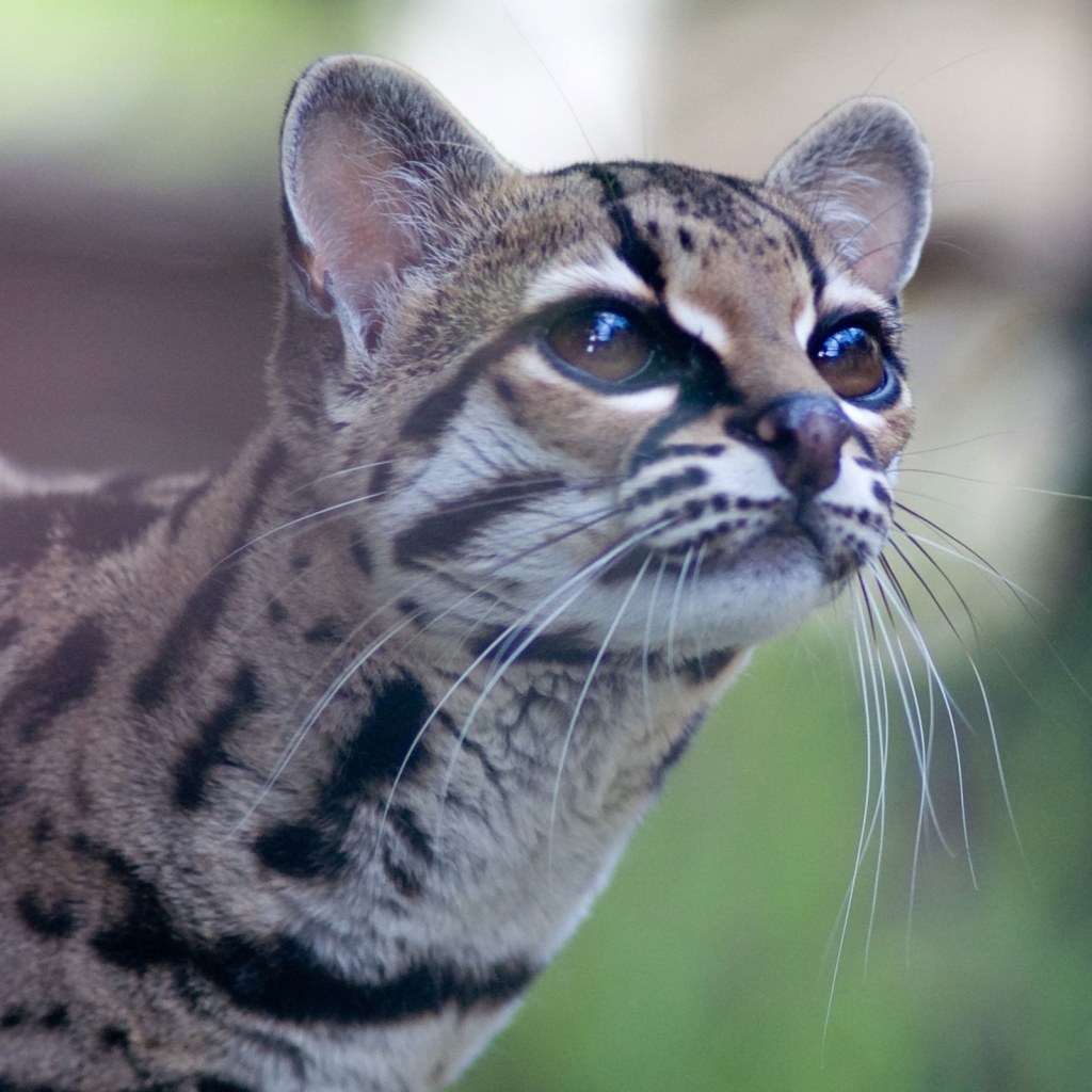 Дикая кошка Margay