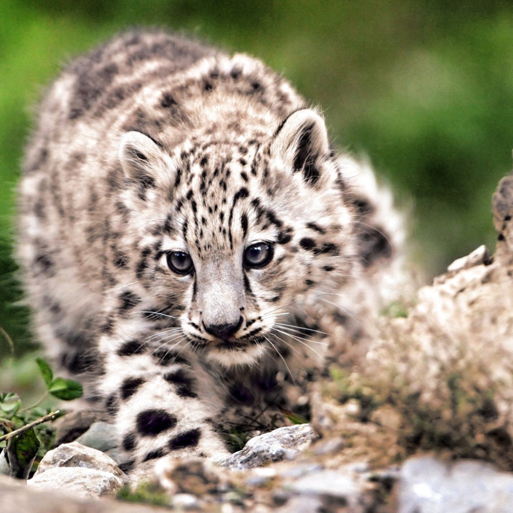 Дикая кошка на охоте