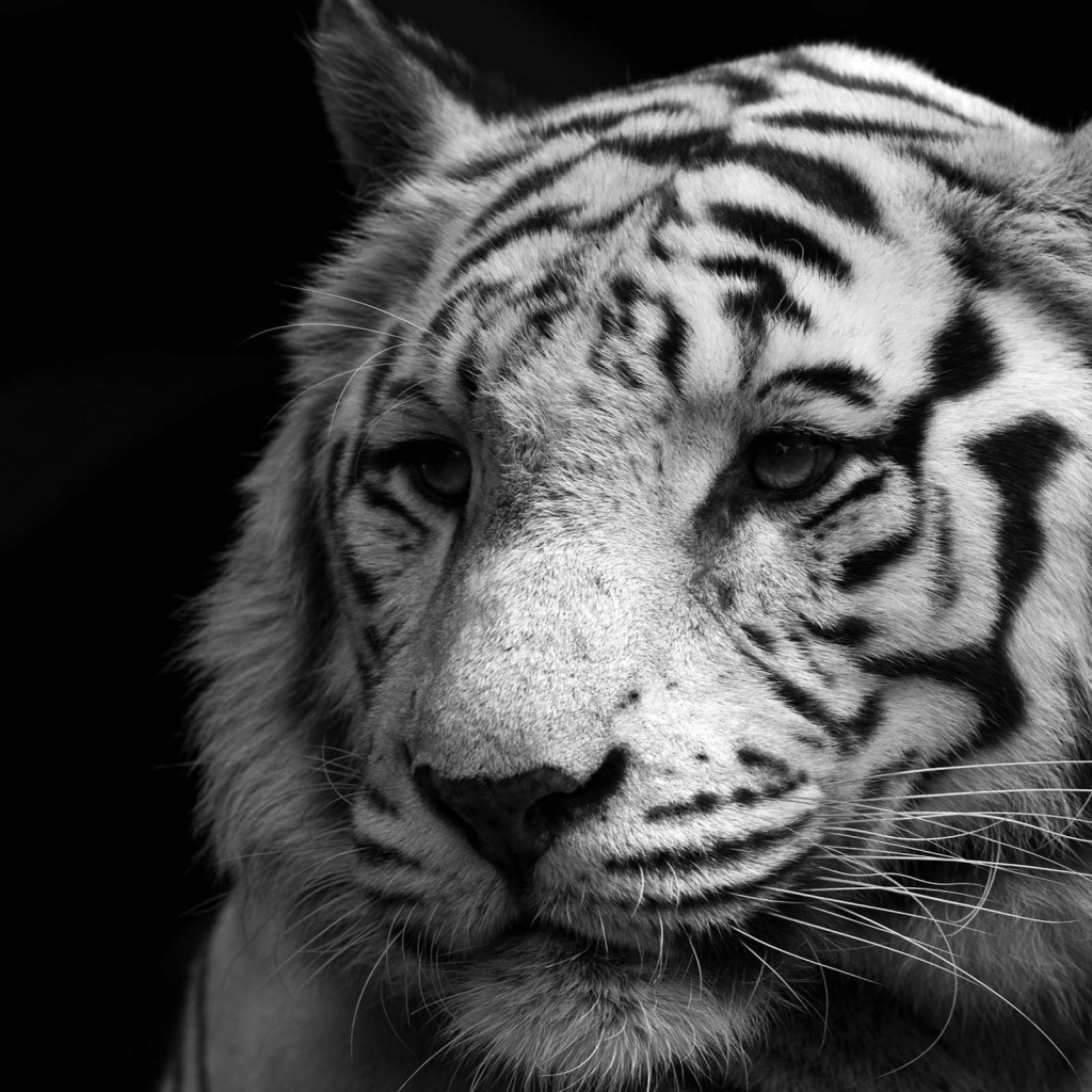 Мудрый белый тигр