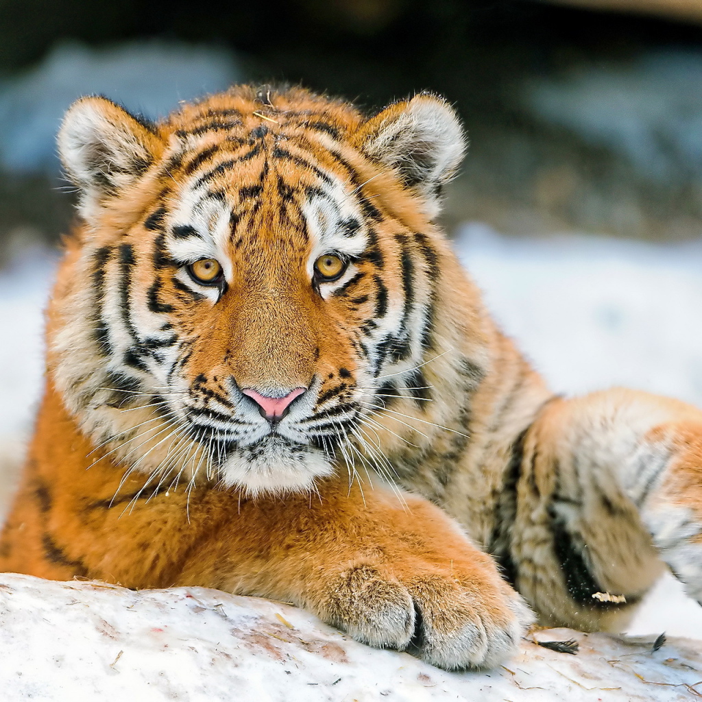 Молодой тигр играет