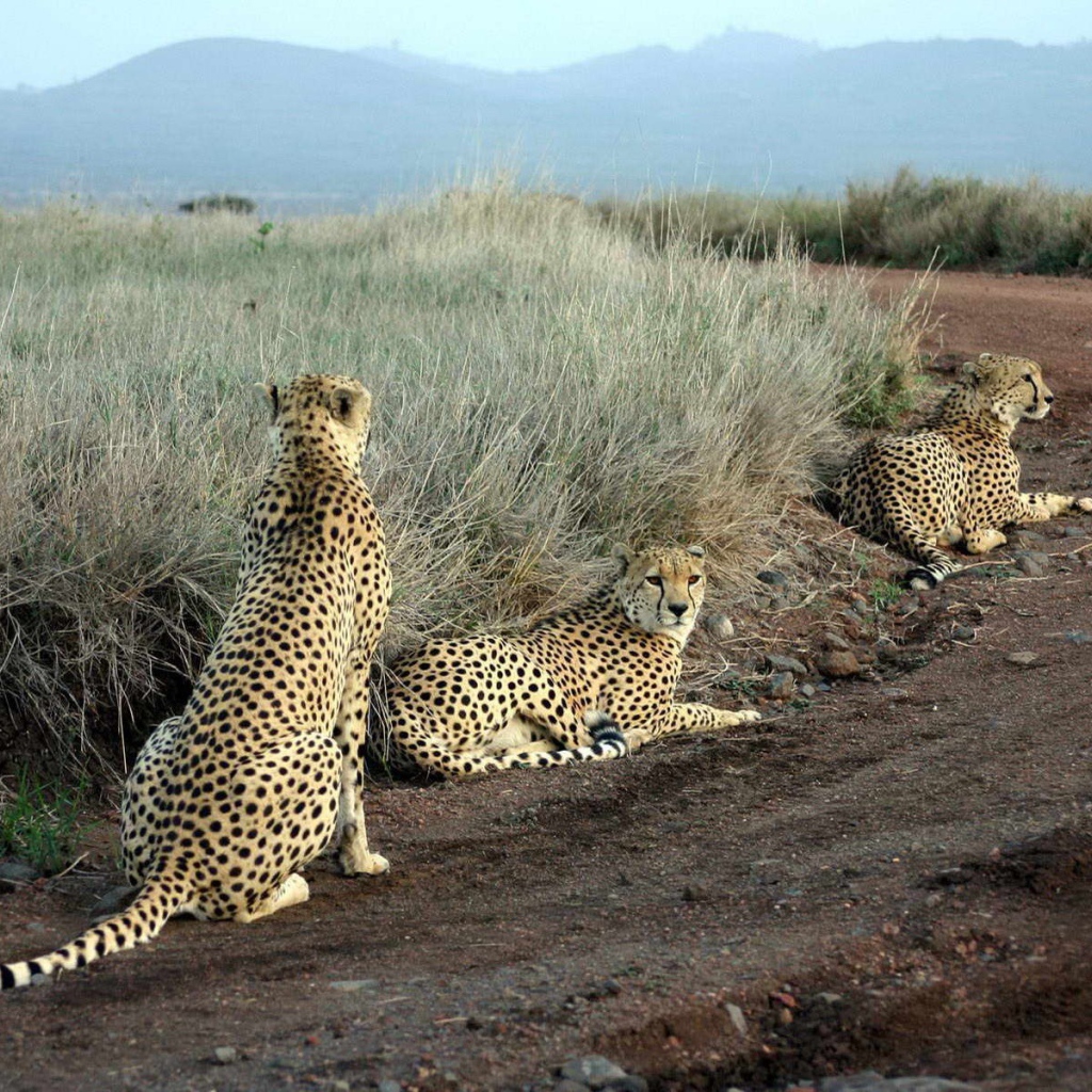 Леопарды лежат на дороге