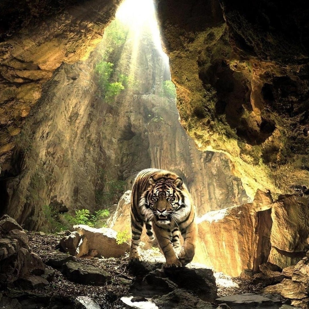 Тигр в пещере