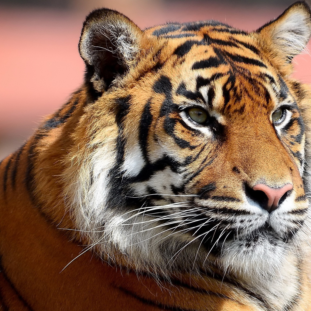 Усатая морда тигра