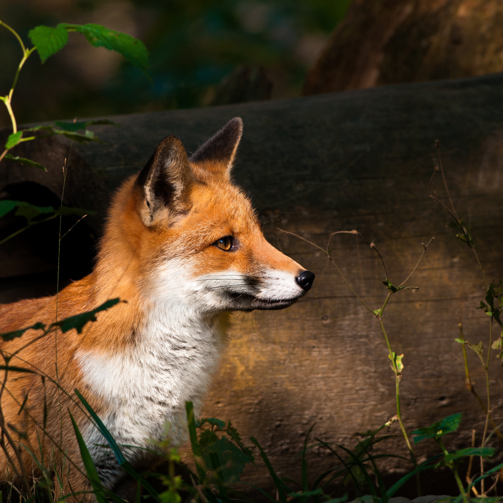 Лиса на ночной охоте