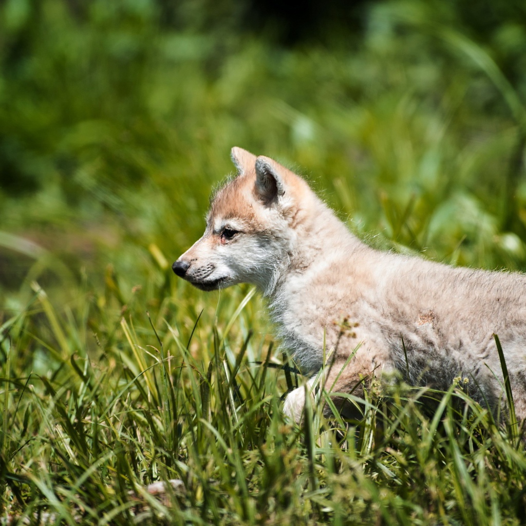 Волчонок на охоте