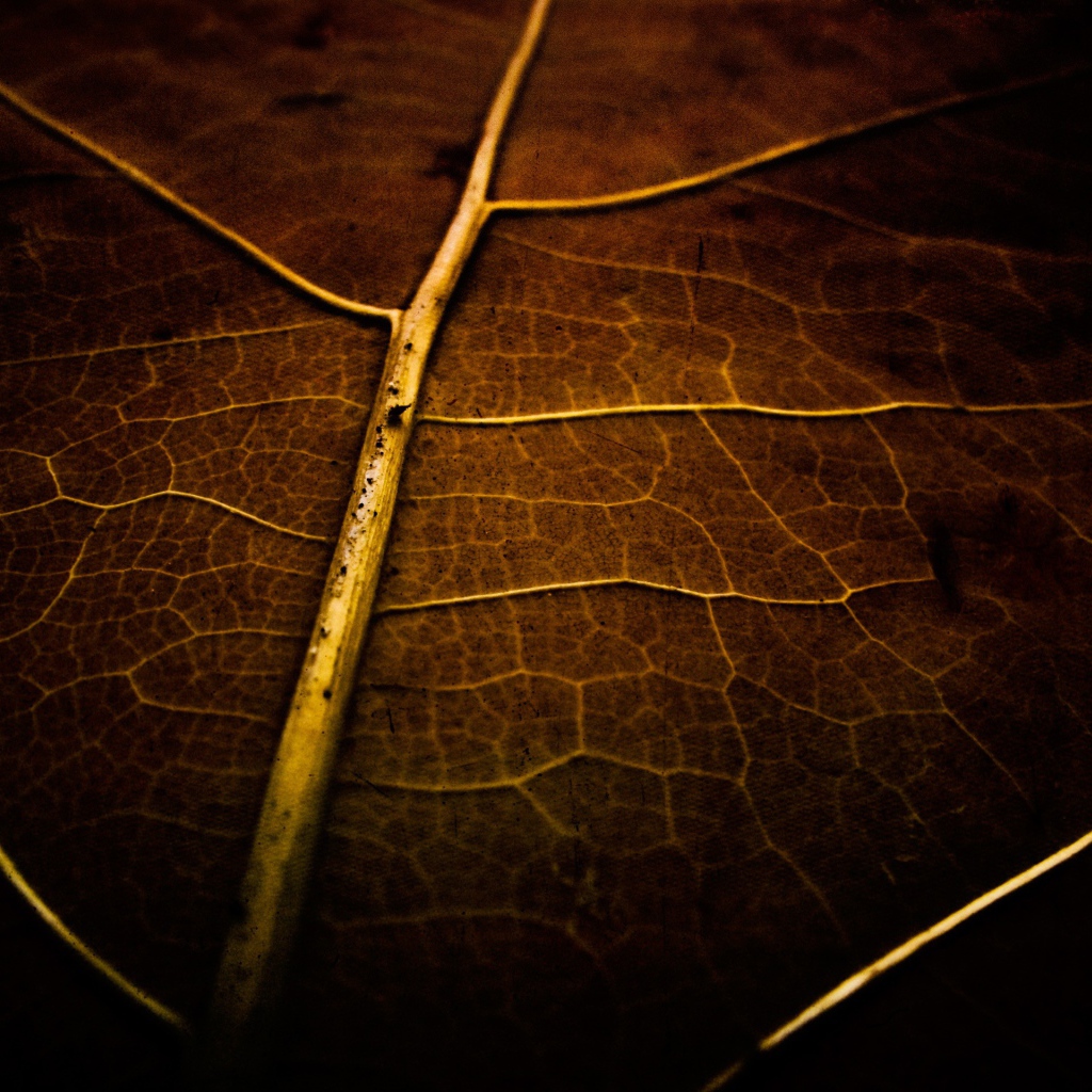 Фон высохший лист