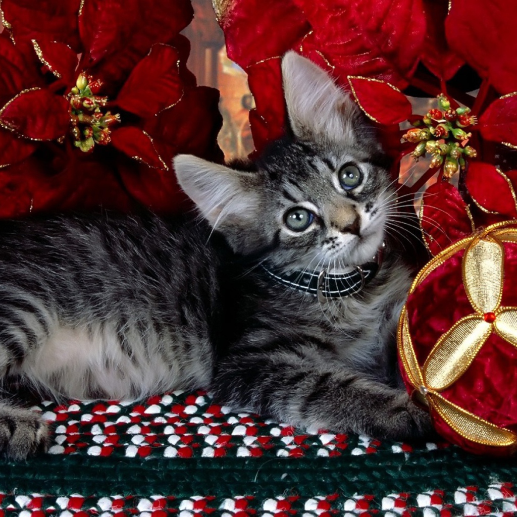 Серый котёнок на рождество