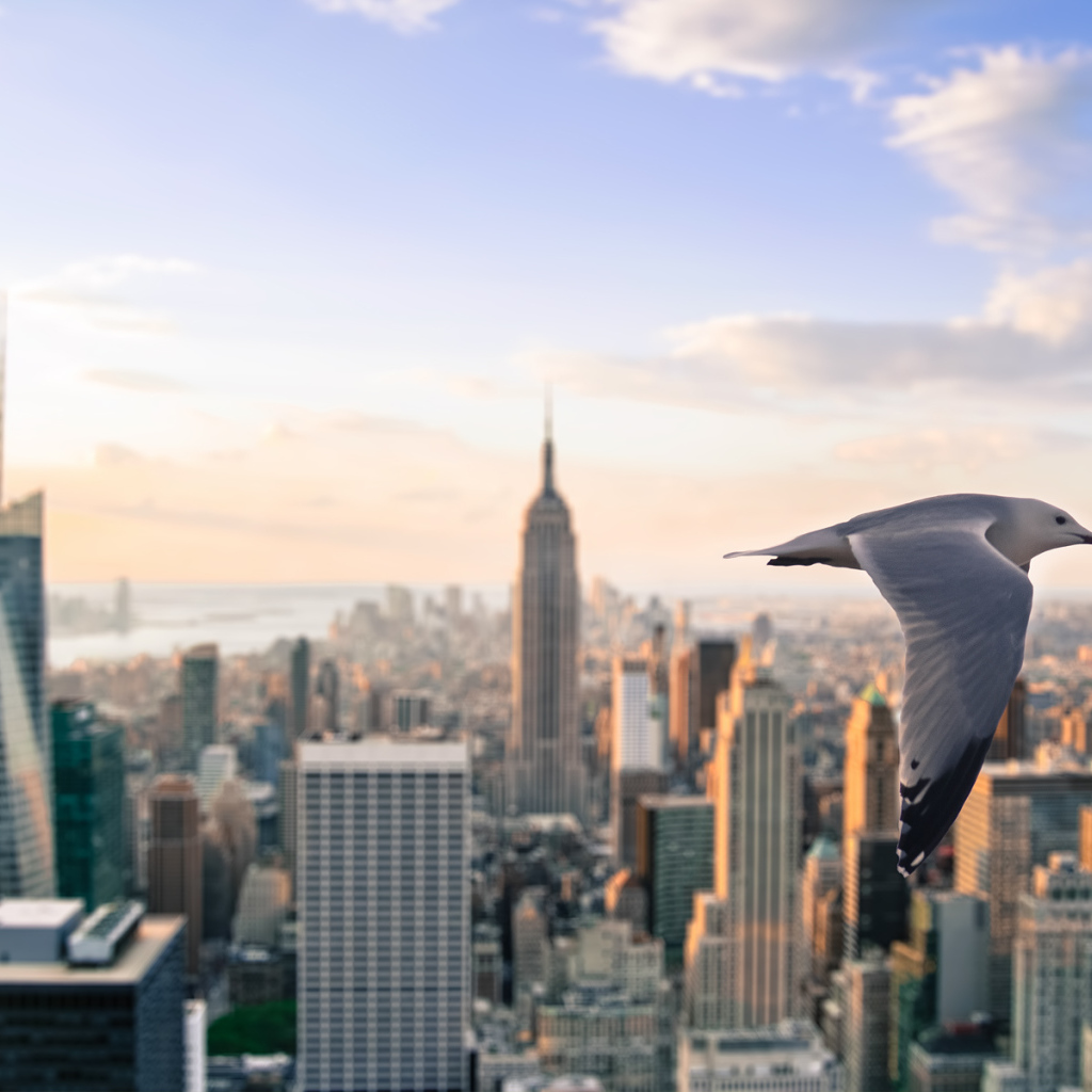 Чайка летит над Нью- Йорком