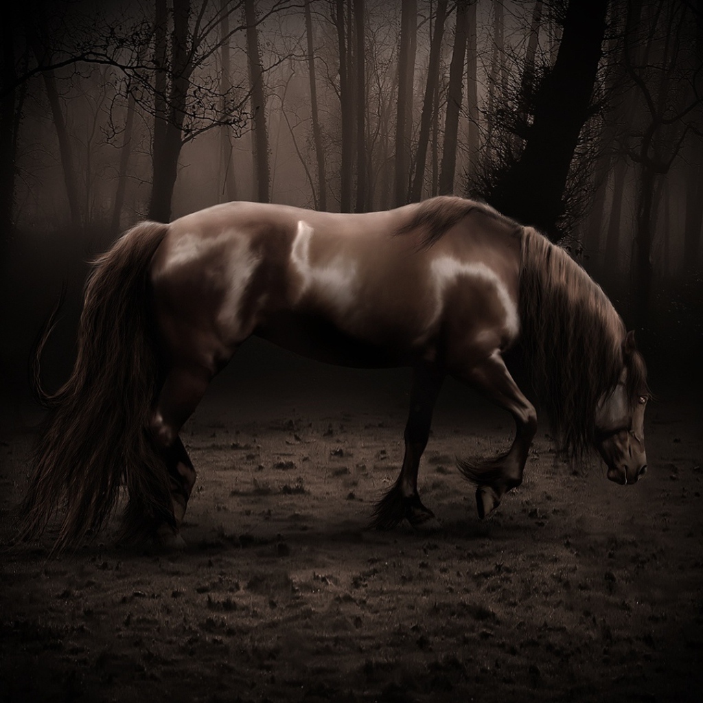 Старая лошадь