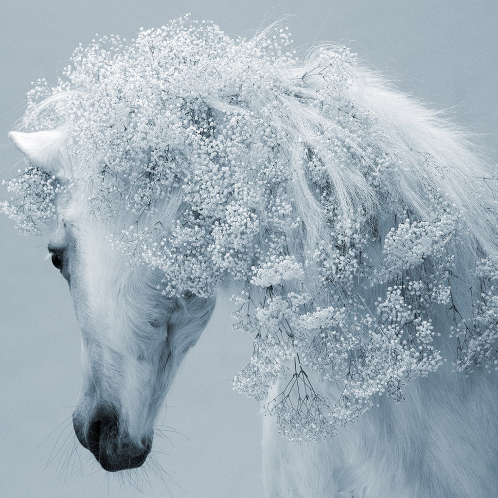 Зимняя лошадь