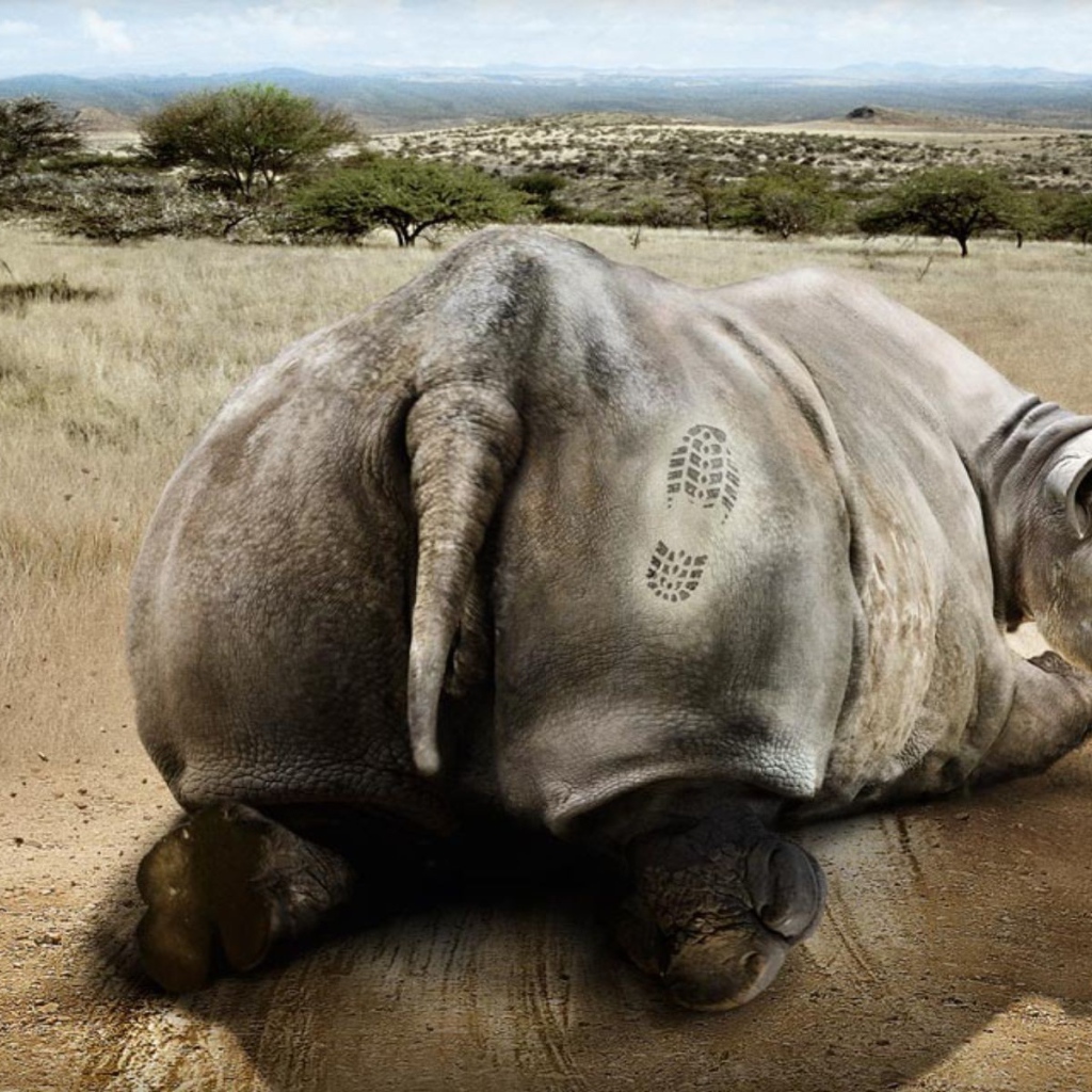 Носорог получил пинка