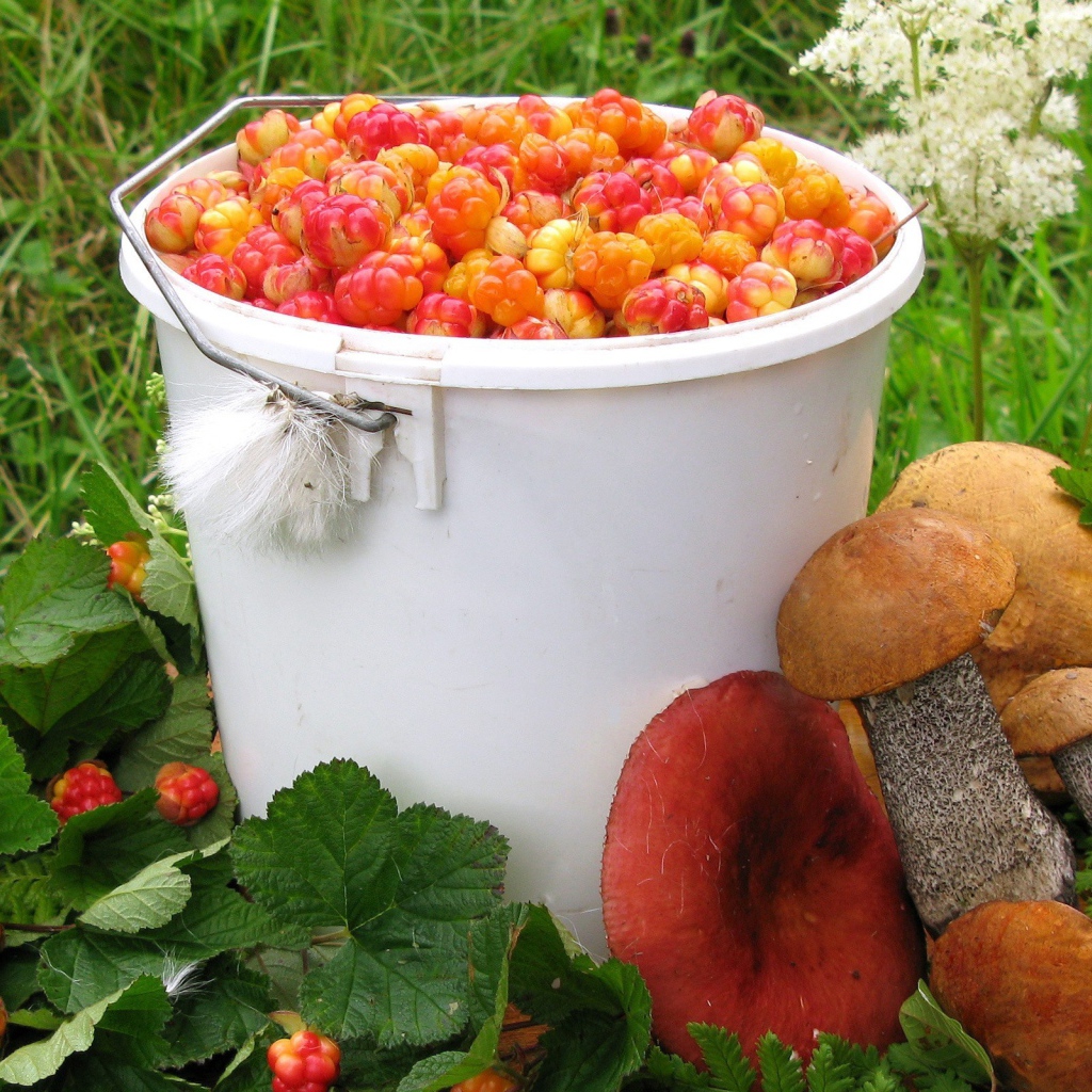 Осенний урожай ягод и грибов