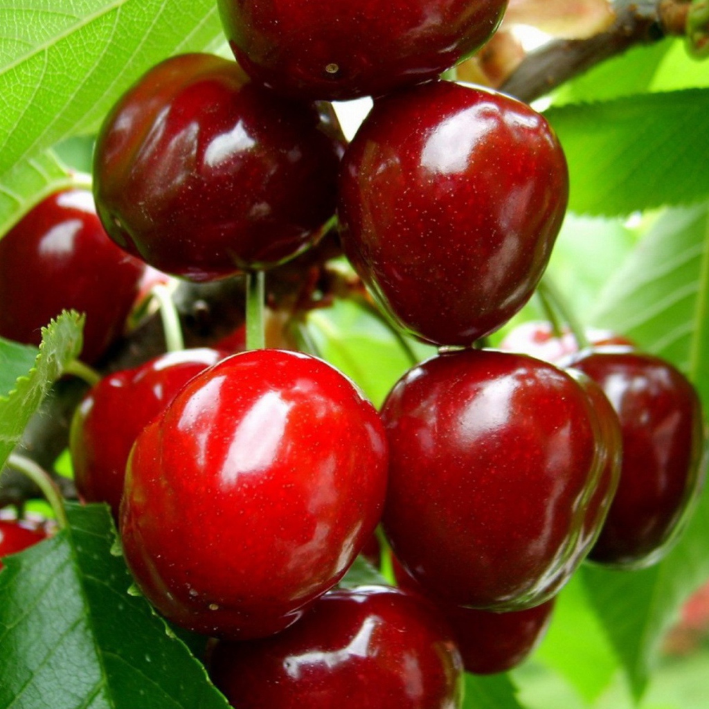 Зрелые плоды вишни