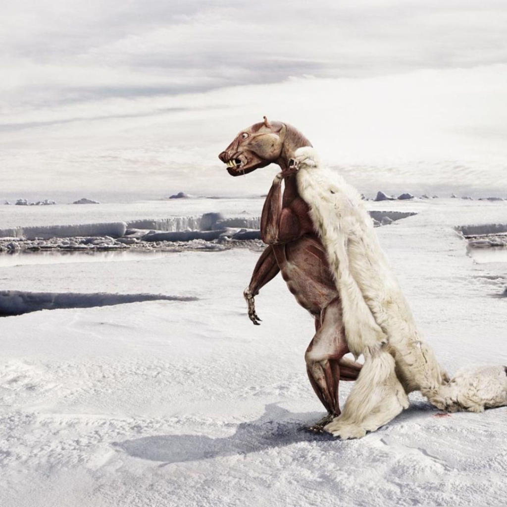 Белому медведю жарко