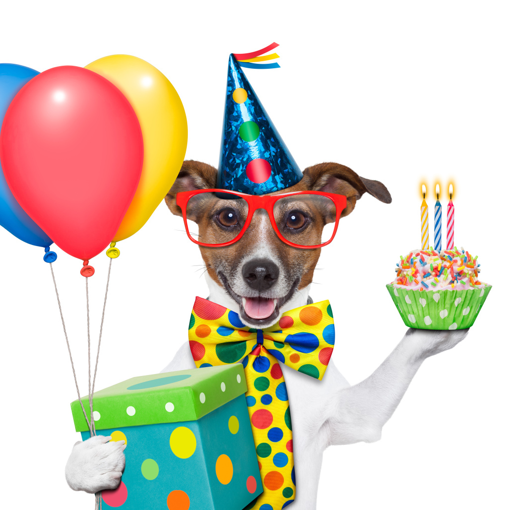 Весёлая собака на день рождения